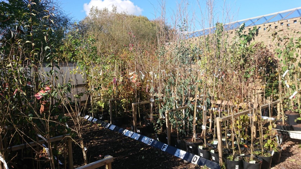 Ornamental Trees - Fresh Stock now in!